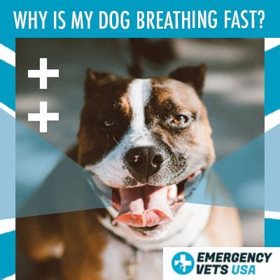 Why Is My Dog Breathing Fast But Acting Normal? 9 Possible Conditions