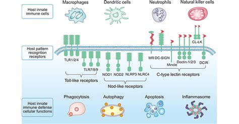 What are Pattern Recognition Receptors- CUSABIO