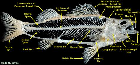 BIO370-Bony Fish Skeleton