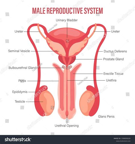 Male Reproductive System Icon Description Isolated Stock Vector (Royalty Free) 2306058335 ...