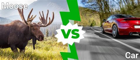 Moose vs Car: How Dangerous is a Collision? - A-Z Animals