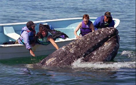 Baja in winter: Gray whales, California condors, Sea of Cortez | Gray whale, Whale watching ...