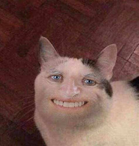 Controversial and Cursed Image of Face Cat : r/McElroyClan