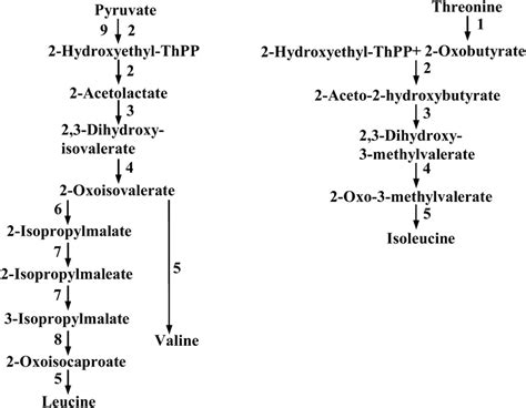 Biosynthetic pathways of valine, leucine, and isoleucine in plants: (1)... | Download Scientific ...