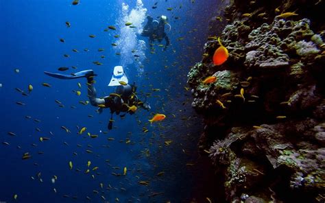 Plongée sous-marine à Zanzibar (tous niveaux) - Ceetiz