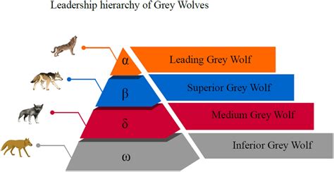 Leadership hierarchy of gray wolves in nature | Download Scientific Diagram