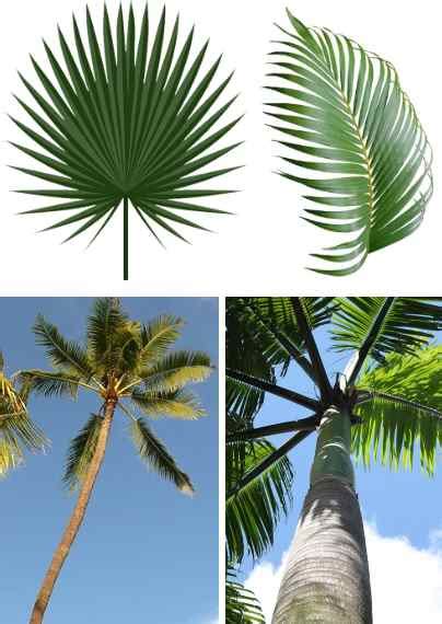 74 Types of Palm Trees with Identification Guide (Pictures & Name)