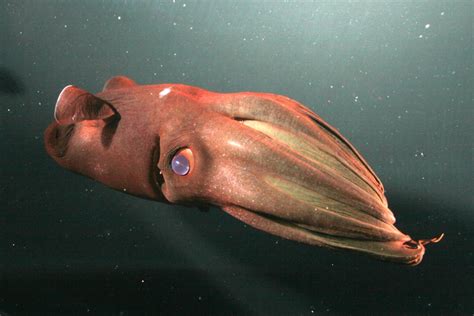 Deep-Sea Creatures Photos