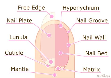 Nail Anatomy Diagram - Anatomical Charts & Posters