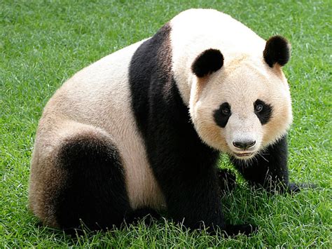 Giant Panda-Endangered animals list-Our endangered animals | KONICA MINOLTA