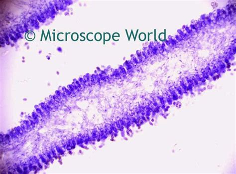 Microscope World Blog: Mushroom Under the Microscope