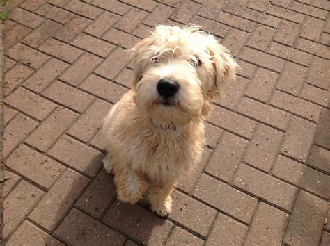 Cães & Cães: Irish Soft Coated Wheaten Terrier - 05