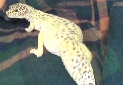 Why Do My Leopard Geckos Fight? - Reptile Jam