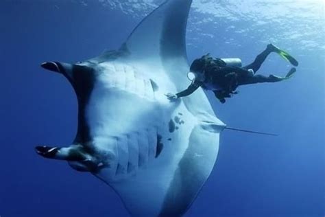 🔥 The giant oceanic manta ray can grow up to have a 29 ft wing span, and even knowing this I ...