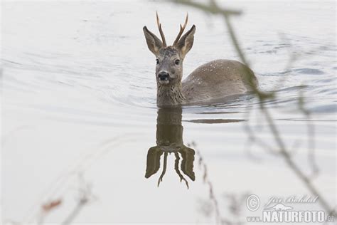 Capreolus capreolus Pictures, Roe Deer Images, Nature Wildlife Photos | NaturePhoto