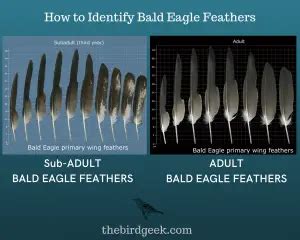 How to Identify Bald Eagle Feathers - The Bird Geek