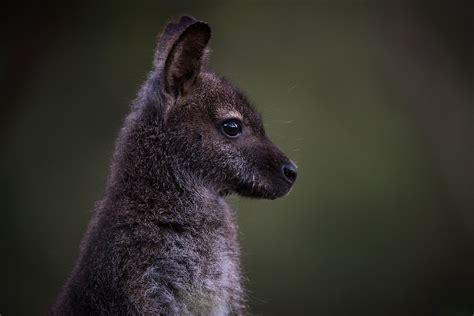 Wallaby Portrait | Sean Crane Photography