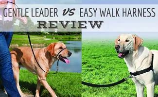 Gentle Leader vs Easy Walk Harness: Which Will Help Your Dog Walk Better?