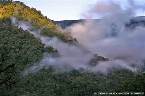 VISION TORRES - IMAGENES DE NUESTRO MUNDO: UNA MIRADA AL BOSQUE NUBLADO