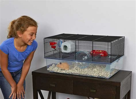 How Often Should You Clean A Hamster’s Cage? - AtractivoPets