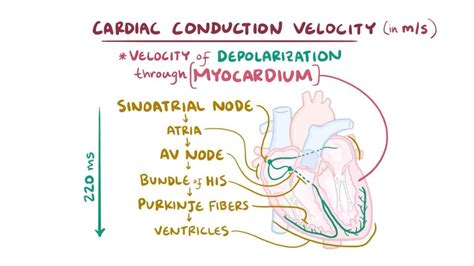 Cardiac conduction velocity - Osmosis