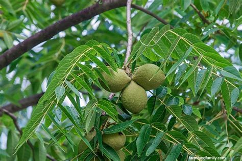 11+ Types Of Walnut Trees (Bark, Leaves): Meaning, Identification