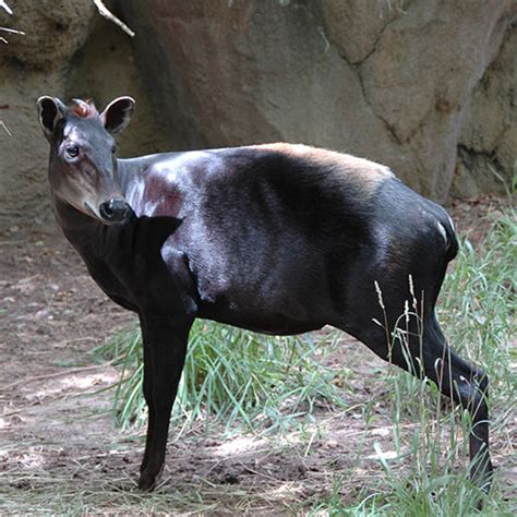 Yellow-backed Duiker - Zoo Knoxville