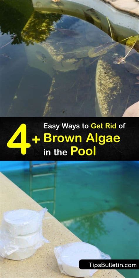 Clearing Brown Pool Algae - Easy Tricks for Getting Rid of Brown Algae