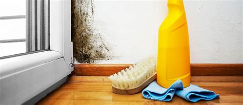 How to Get Rid of Mould in House: Ways, Tips & More | dubizzle