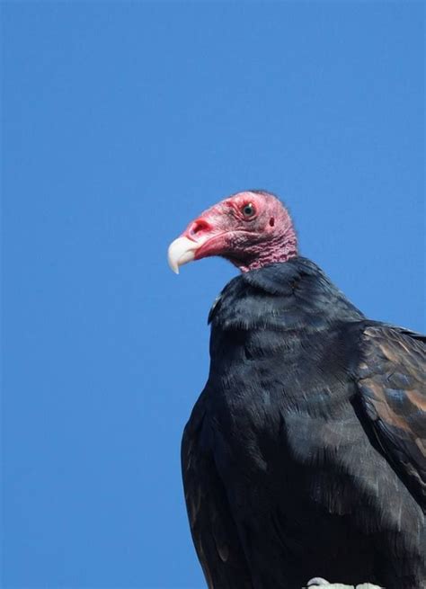 The bald head of vultures is very important for the health of the birds. No feathers, they ...