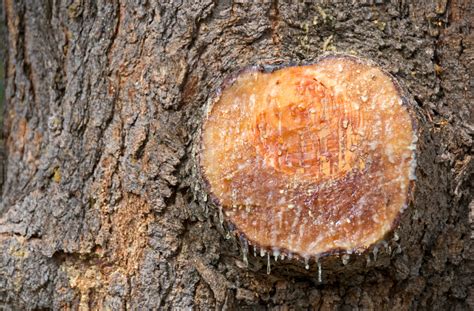 Why do trees produce sap? | Gulo in Nature