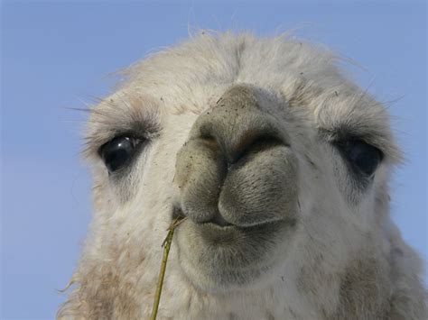 Llama