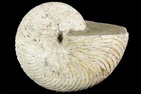 6" Fossil Nautilus - Madagascar (#123140) For Sale - FossilEra.com