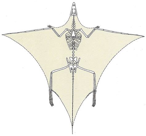 Tanystropheus - Fossil Wiki, the paleontology wiki