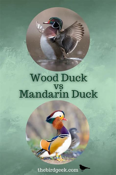 Wood Duck vs Mandarin Duck - The Bird Geek