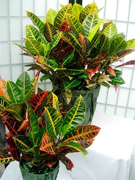 25 best images about crotons on Pinterest | Gardens, Plants and LUSH