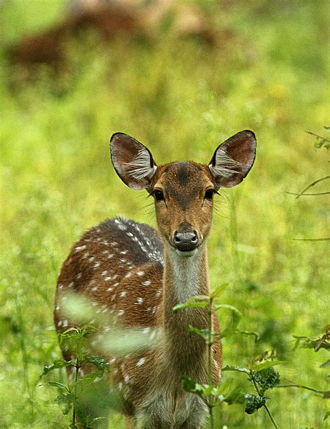 Spotted Deer Photograph by © Anil - Fine Art America