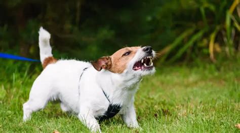 Effective Dog-to-Dog Aggression Training: 10 Tips and Tricks