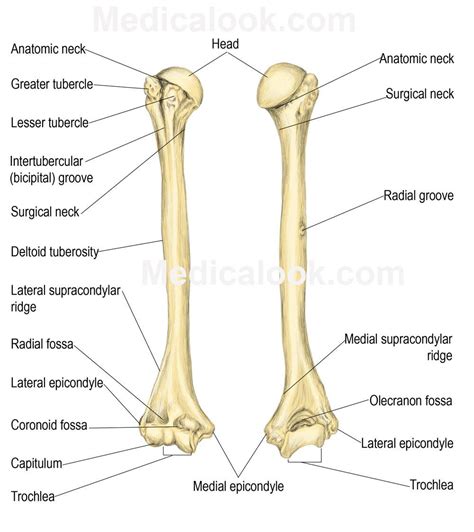 Arm and Hand Humerus Bone | mblex | Pinterest | Anatomy, Rad tech and ...