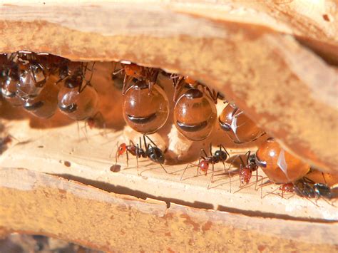 xenobiology - How do Glass Ants create their tunnels? - Worldbuilding Stack Exchange