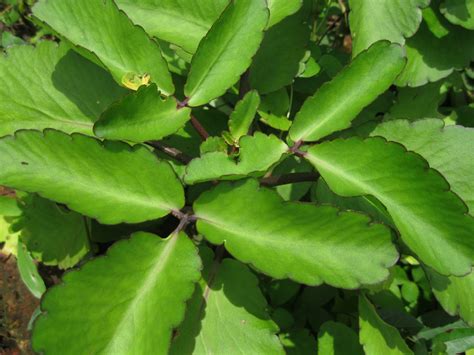 Leaves of Life: Four Bush Medicines to Beat That Holiday Cold - LargeUp