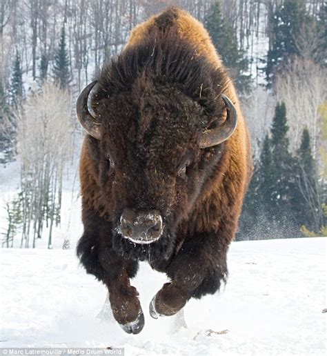 Bison charged photographer… Well, yeah. | Kathleen O'Neal Gear and W ...