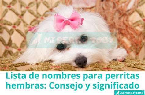 Nombres para perritas hembras y su significado: ¡Elige ya!