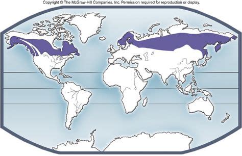 Map of Taiga Forest | Taiga Forest | Biomes, Animals, Plants