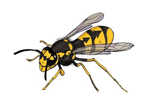 Sketch Wasp Stock Illustrations – 1,844 Sketch Wasp Stock Illustrations, Vectors & Clipart ...