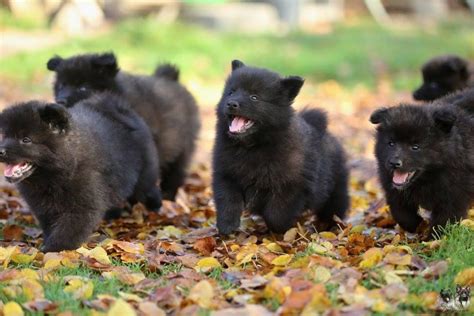 Grossspitz - Giant German Spitz Black puppies for sale - pedigree FCI ...