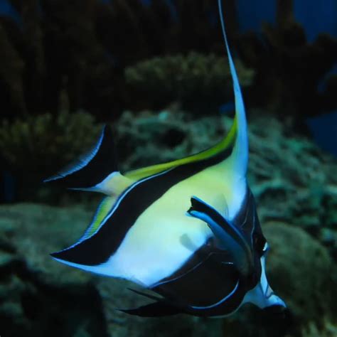 Moorish idol - Facts, Diet, Habitat & Pictures on Animalia.bio