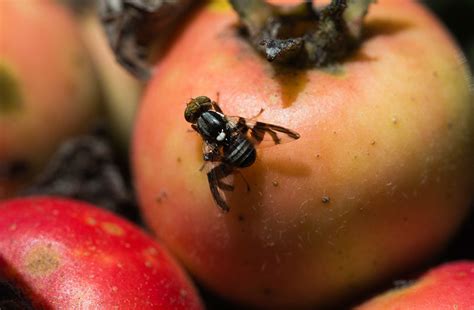 The apple maggot fly—how an altered sense of smell could drive the formation of new species