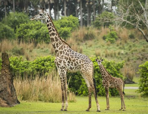 Male Masai Giraffe Calf Makes His Debut on Kilimanjaro Safaris