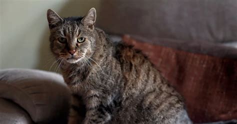 The world's oldest cat has died - but the puss reached an incredible ...